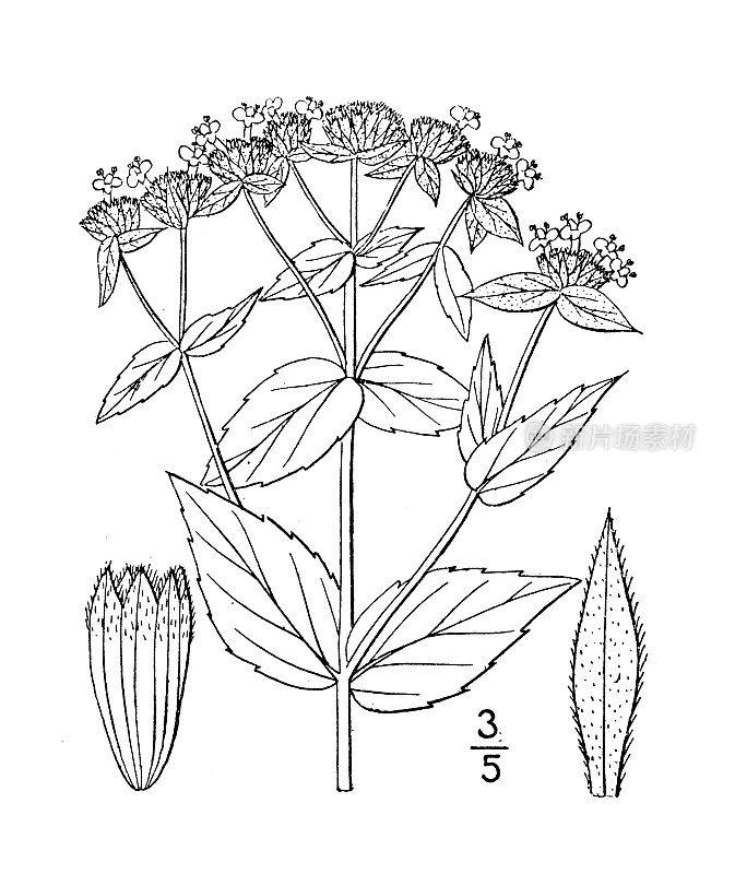 古植物学植物插图:柯ellia mutica，短齿山薄荷